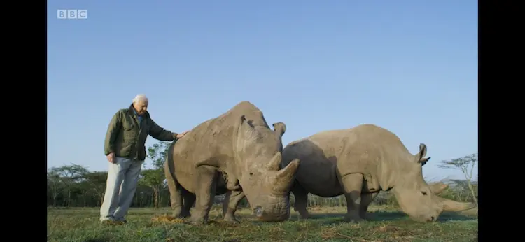 Northern white rhinoceros (Ceratotherium simum cottoni) as shown in Seven Worlds, One Planet - Africa